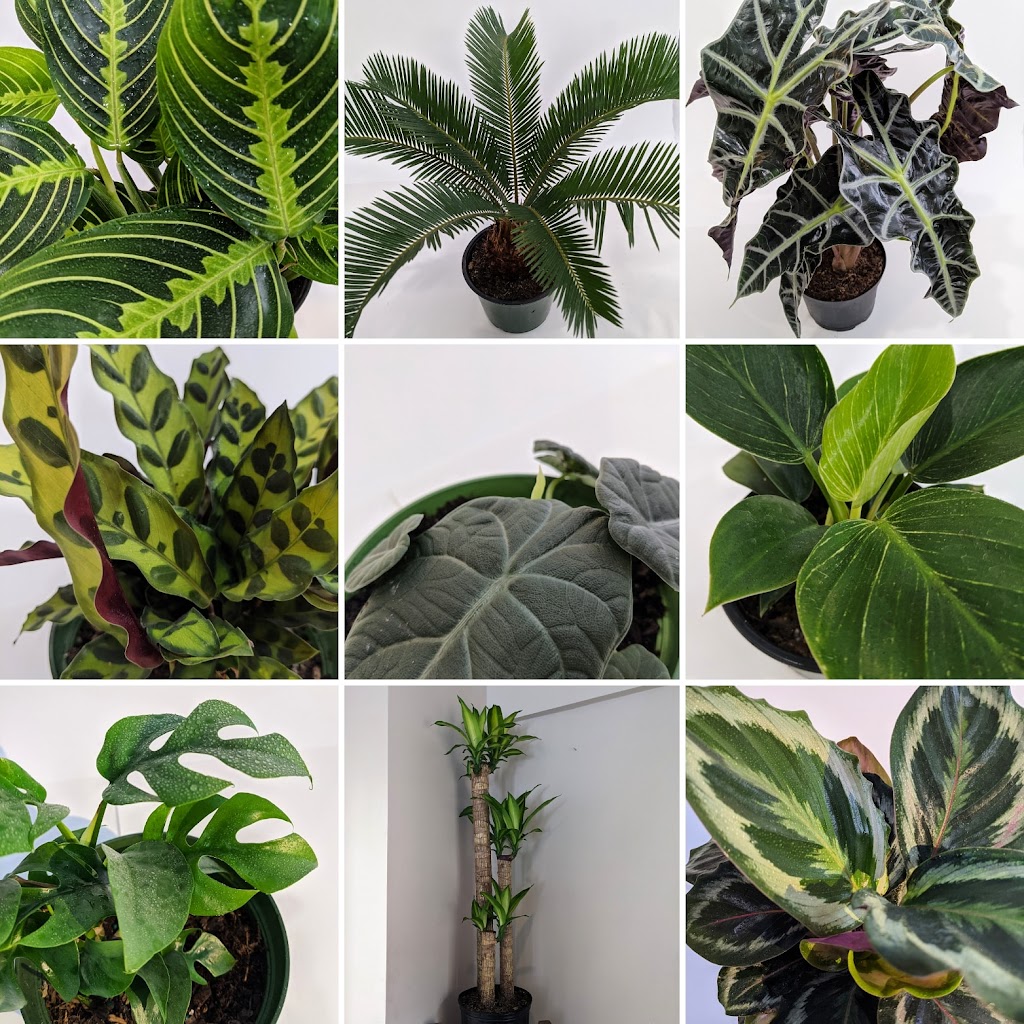 Tropical North Plants - 180 Cundles Rd W, Barrie, ON L4N 5N2, Canada