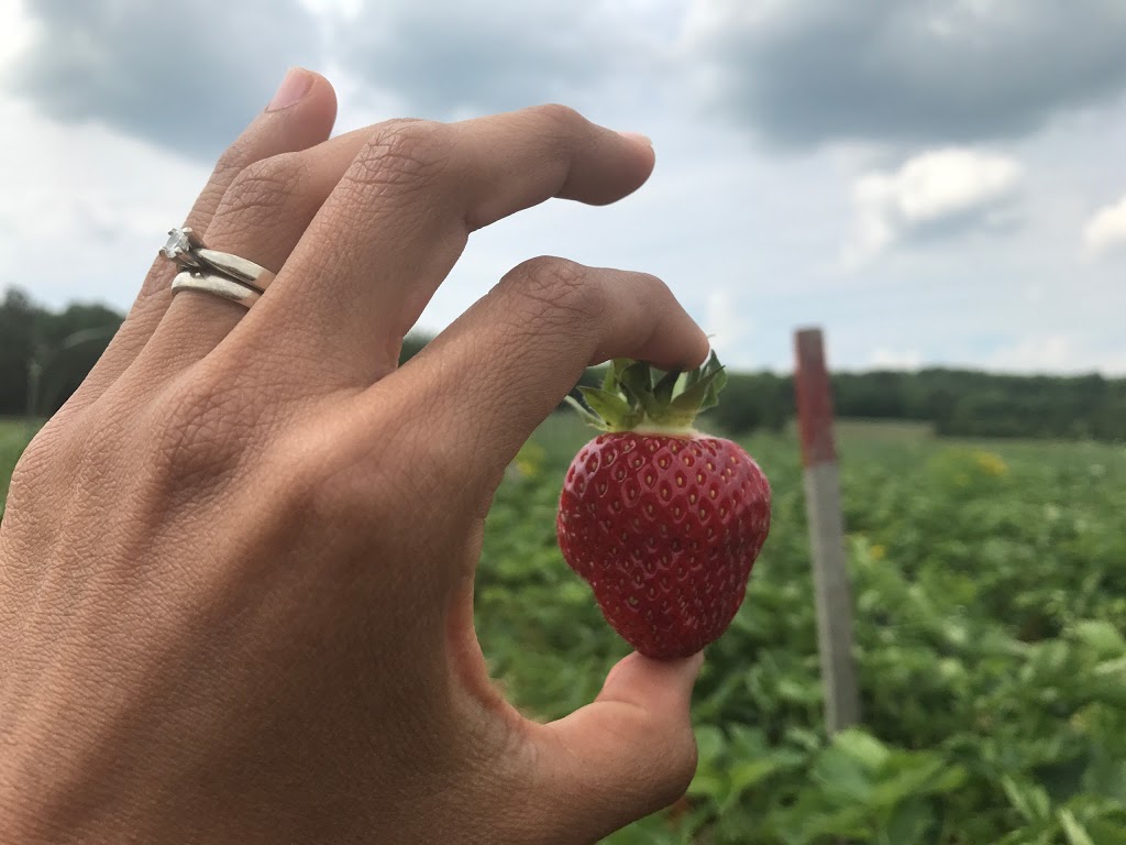 FRAISIÈRE ROSELINE DROLET | 334 4e Rang O, Saint-Augustin-de-Desmaures, QC G3A 1W8, Canada | Phone: (418) 878-3281