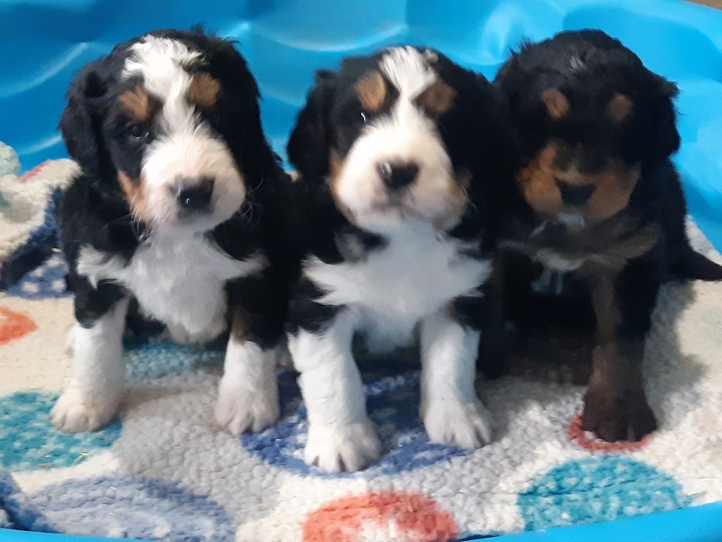 Bark About It Canine Centre | 15 Reeds Rd, Cayuga, ON N0A 1E0, Canada | Phone: (289) 673-1018