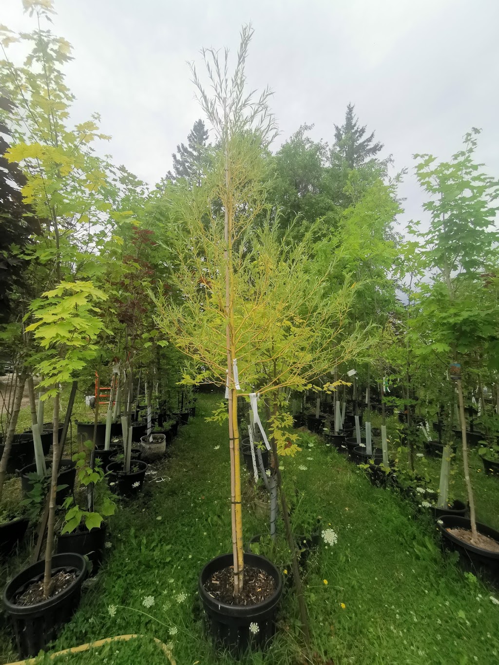 Greentree Gardens & Emporium | 11555 ON-26, Collingwood, ON L9Y 5E7, Canada | Phone: (705) 444-2146