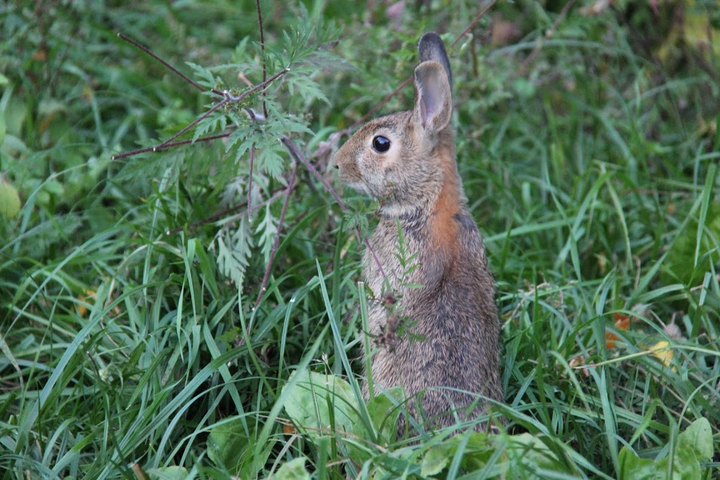 Imagine the Marsh Conservation Area | DEyncourt St, Lakefield, ON K0L 2H0, Canada | Phone: (705) 745-5791