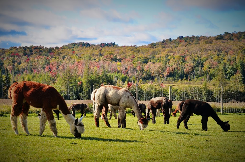 Alpagas Sutton | 1474 Chemin Macey, Sutton, QC J0E 2K0, Canada | Phone: (450) 538-1538