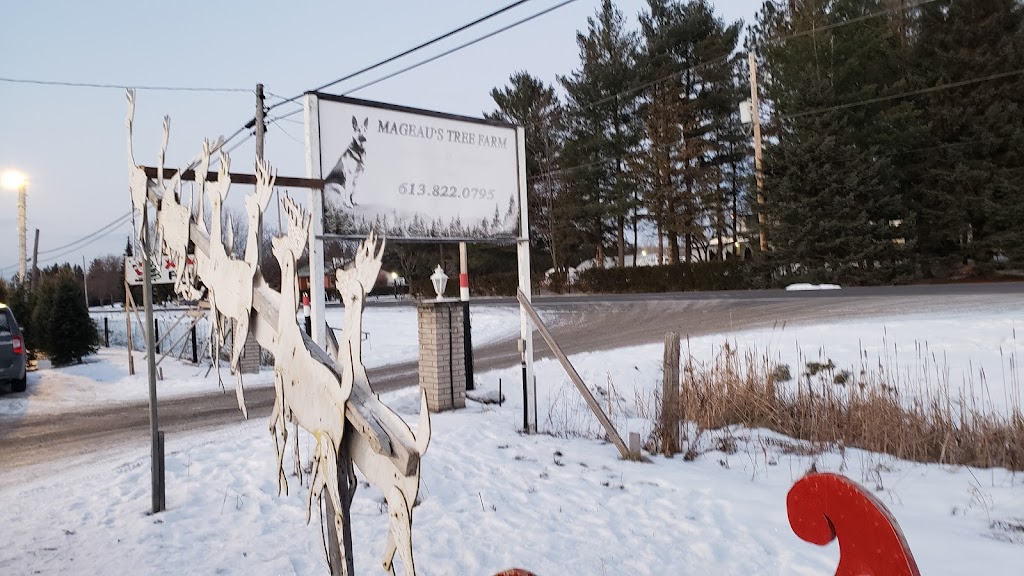 Mageaus Tree Farm | 4843 27, Carlsbad Springs, ON K0A 1K0, Canada | Phone: (613) 822-0795