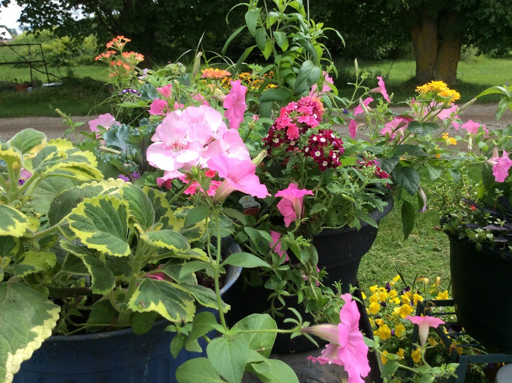 Rosemount Farms | 622 Concession Rd 2, Dobbinton, ON N0H 1L0, Canada | Phone: (519) 934-2511