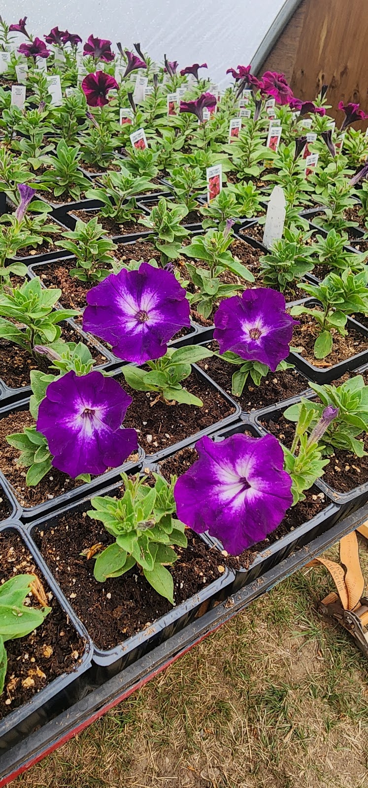 Klassen Greenhouse & Flowers | Newell County No. 4, AB T0J 1M0, Canada | Phone: (403) 363-1821