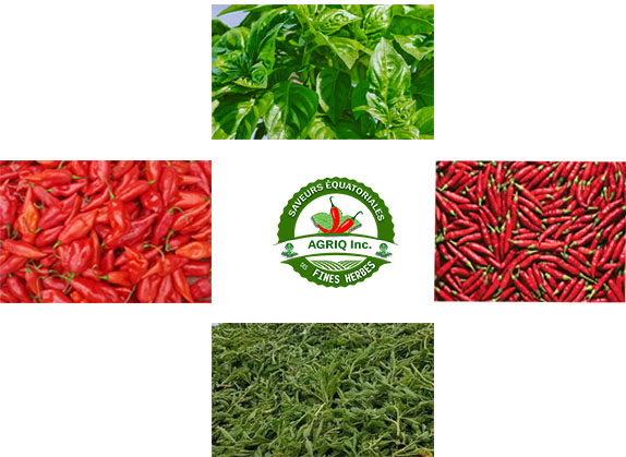 FERME SAVEURS EQUATORIALES (AGRICULTURE QUÉBEC) | 545 Chem. Saint-Pierre, Val-des-Monts, QC J8N 7L7, Canada | Phone: (819) 328-4136