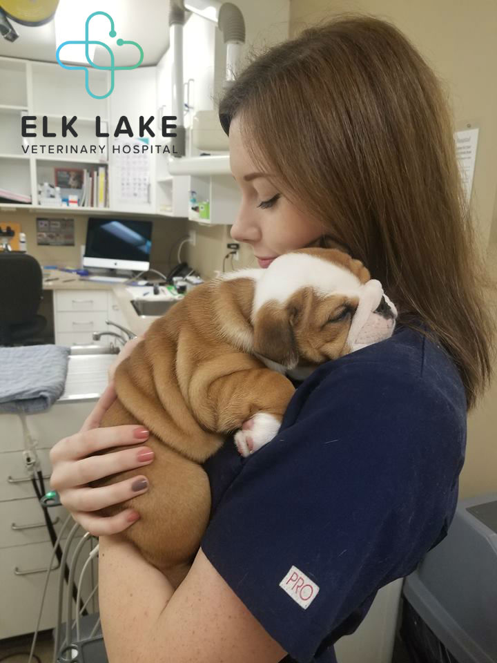 Elk Lake Veterinary Hospital | 4975 Patricia Bay Hwy, Victoria, BC V8Y 1S6, Canada | Phone: (250) 658-5922
