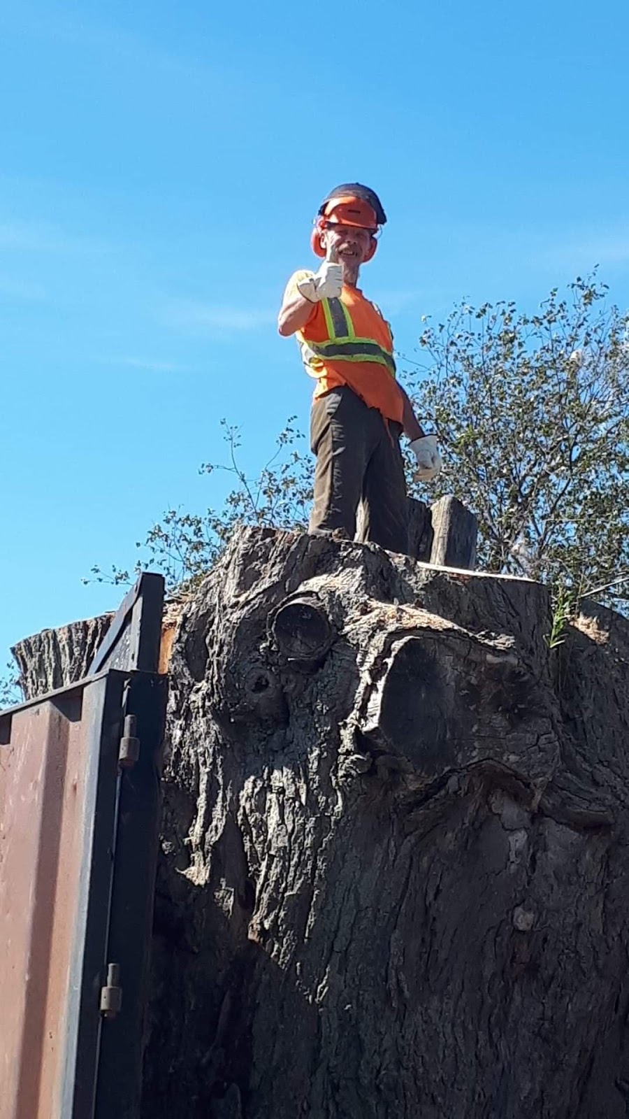Clean-Up Tree and Stump Removal | 1075 Charlotteville 8 Rd, Simcoe, ON N3Y 4K5, Canada | Phone: (519) 429-3238