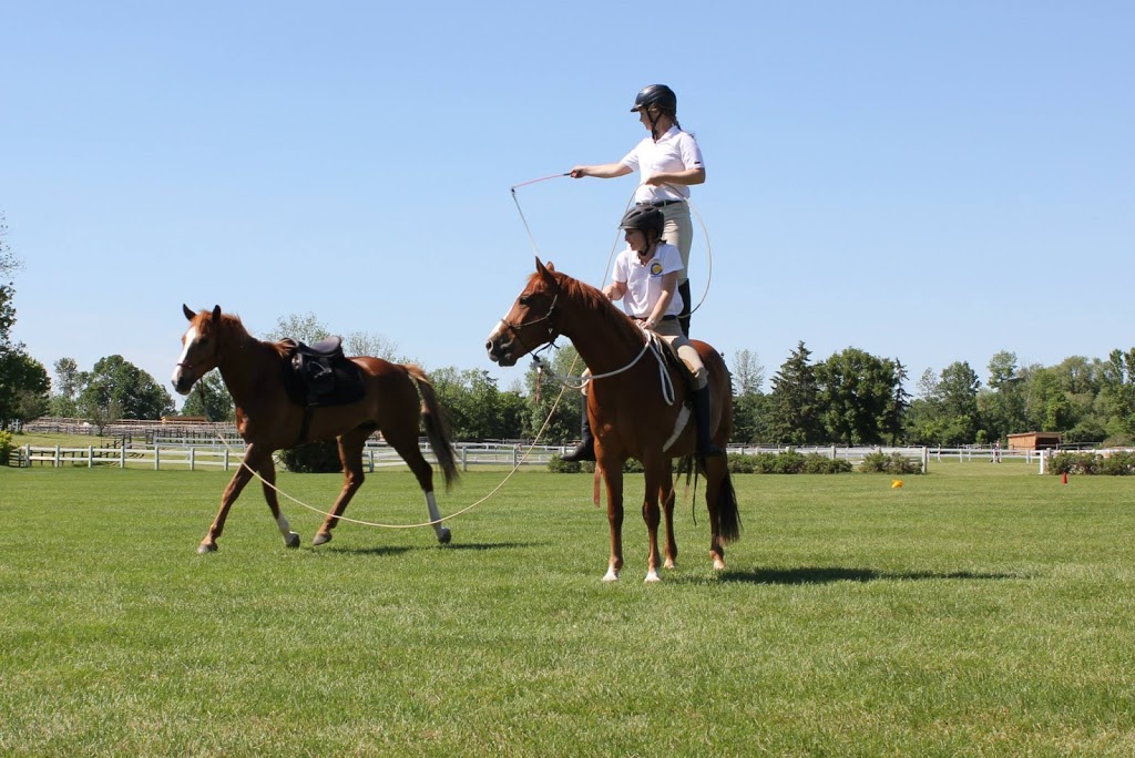 Black Bay Horse Farm | 250 Chemin de la Baie, Luskville, QC J0X 2G0, Canada | Phone: (819) 665-3614