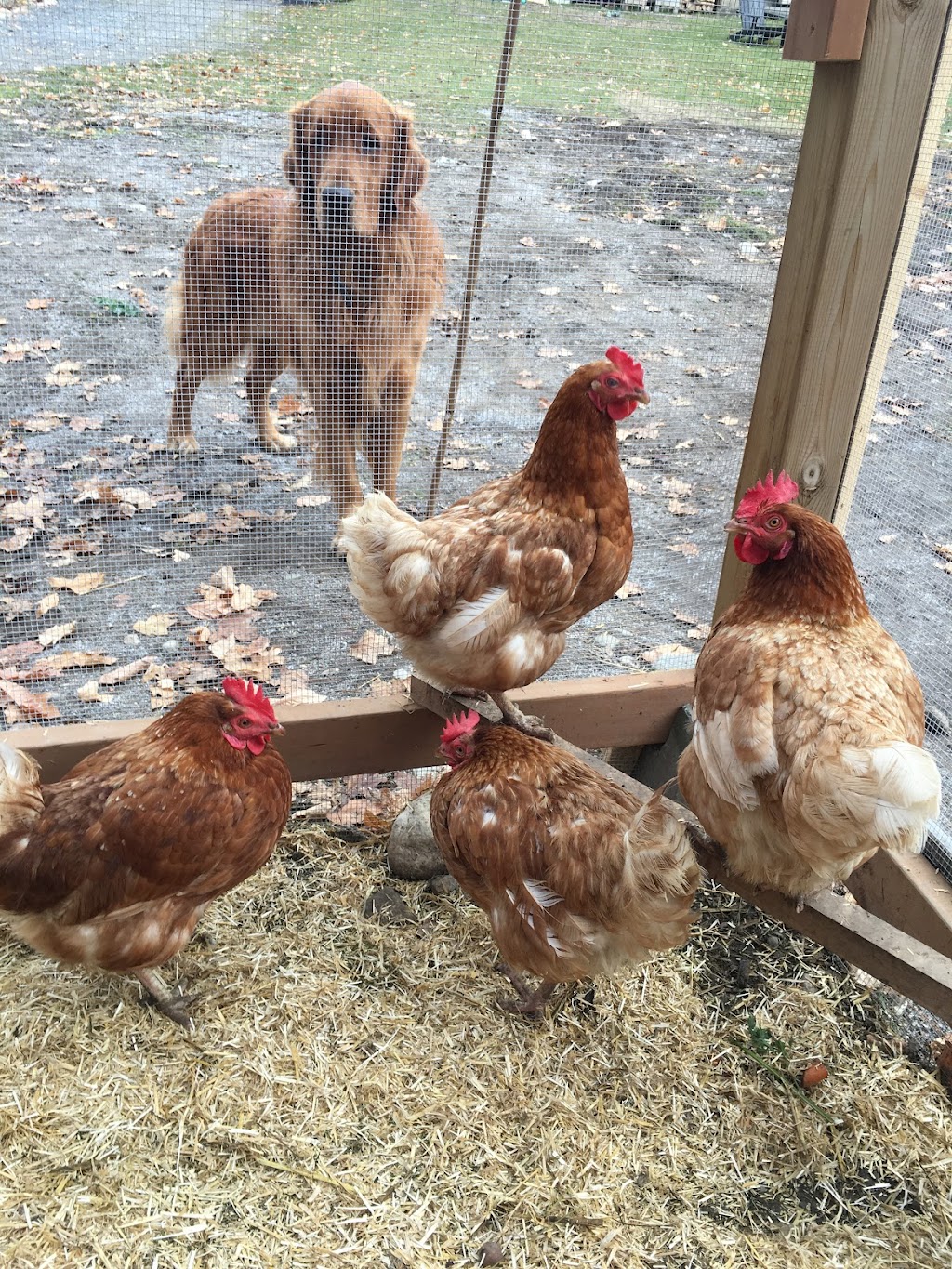Mountain Road Homestead - Forest and Garden School | 1091 Dickson Rd, Renfrew, ON K7V 3Z4, Canada | Phone: (613) 858-1254