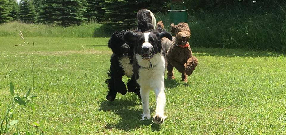 The Ruff House Kennel | 4160 10th Side Rd RR#4, Cookstown, ON L0L 1L0, Canada | Phone: (416) 886-3418