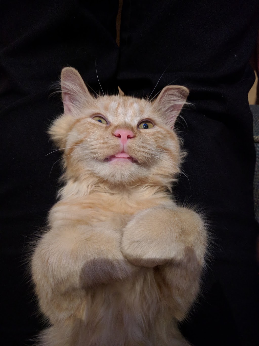 S.O.S. Minou et Pitou | 69 Chemin Saint-François-Xavier, Candiac, QC J5R 4V4, Canada | Phone: (450) 632-0011