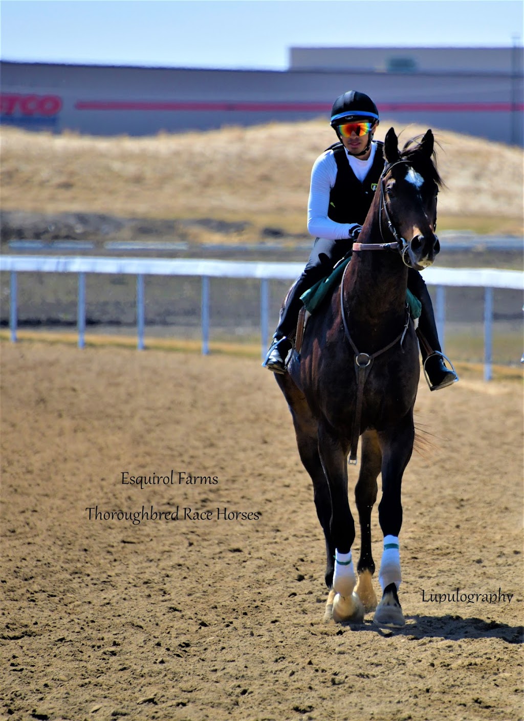Esquirol Farms ~ Thoroughbred Race Horses | 21372 Township Rd 510, Sherwood Park, AB T8G 1E6, Canada | Phone: (780) 603-7681