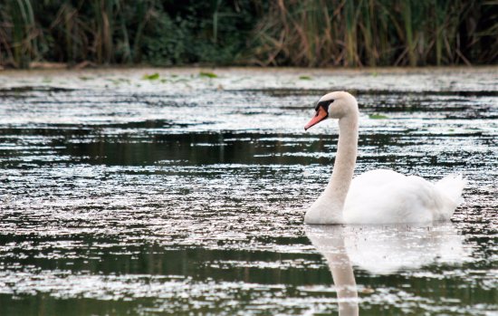 Bowmanville Westside Conservation Area | 191 W Beach Rd, Bowmanville, ON L1C 3K3, Canada