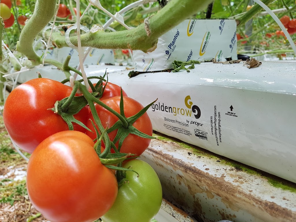 The Leamington Grower Greenhouse Vegetable News | 1634 Seacliff Dr, Kingsville, ON N9Y 2M6, Canada | Phone: (519) 322-1072