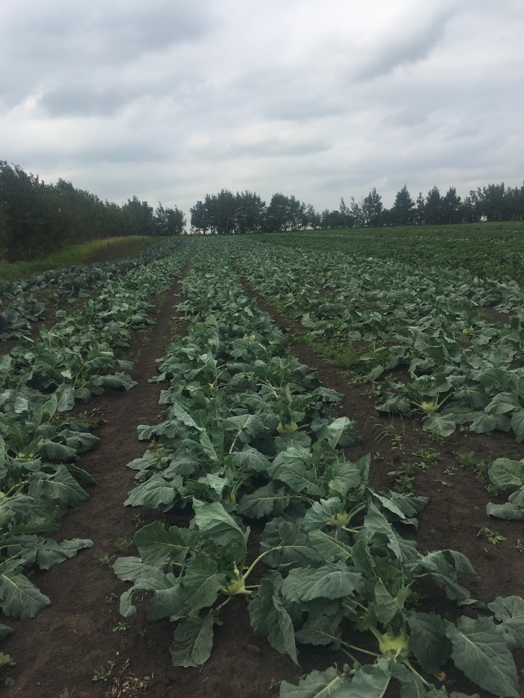 Lunds Organic Farm | 7501 C & E Trail T4G 0G9, Innisfail, AB T4G 0B1, Canada | Phone: (403) 506-1903