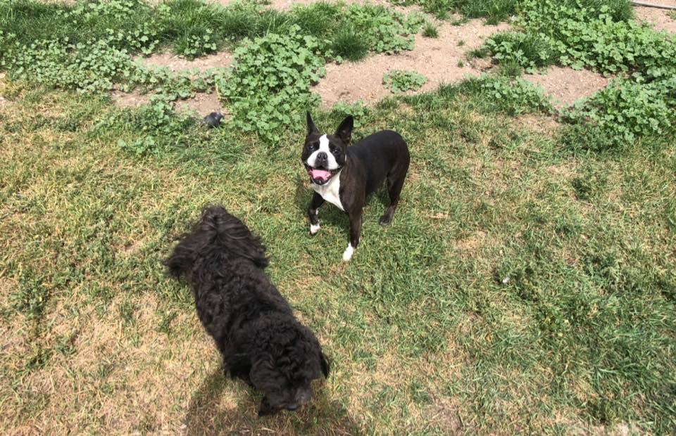 Kellys Kountry Kennels | Township Rd 104 & Range Rd 23-4, Nobleford, AB T0L 1S0, Canada | Phone: (403) 824-3905