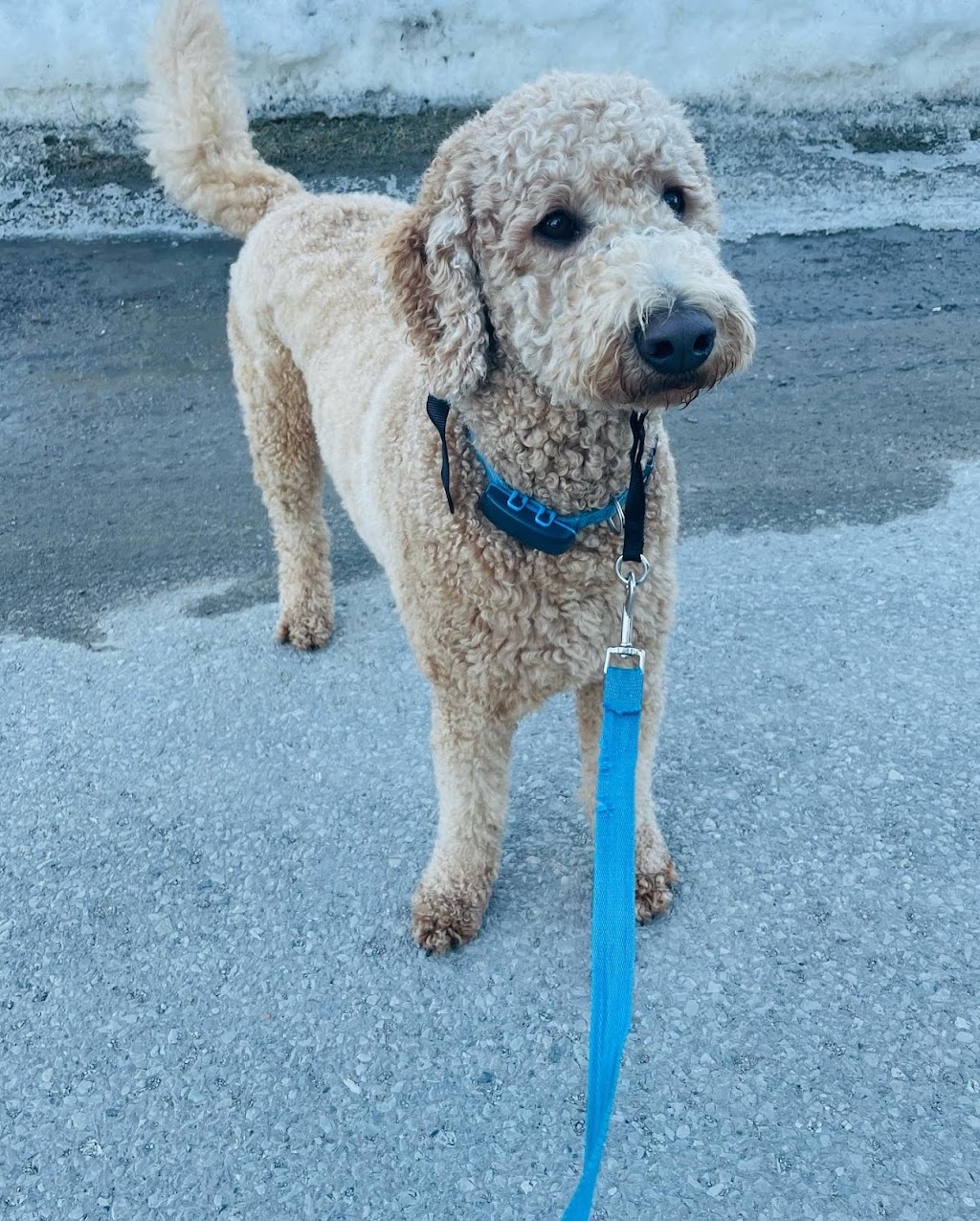Angies Pawsitive Pet Services | 3409 Lee Ave, Cumberland Beach, ON L0K 1G0, Canada | Phone: (705) 309-5391