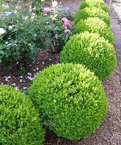 HortiCut.com | 14 Rue Racicot, Fassett, QC J0V 1H0, Canada | Phone: (819) 410-0364