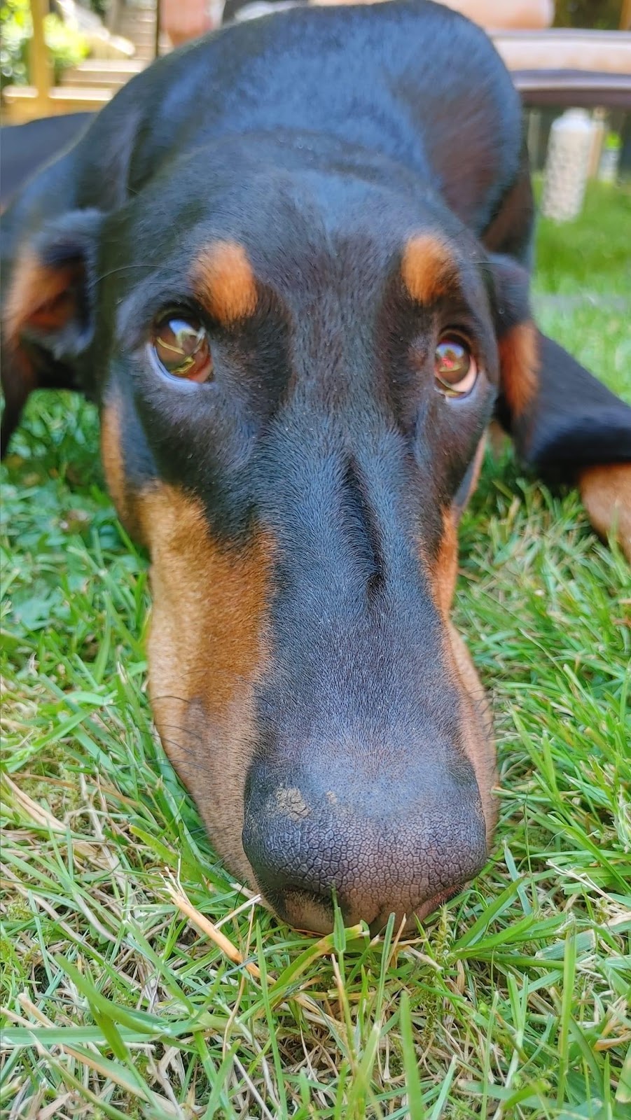 Coastal Rivers Pet Hospital | 1993 Riverside Rd, Abbotsford, BC V2S 4J8, Canada | Phone: (604) 425-1900