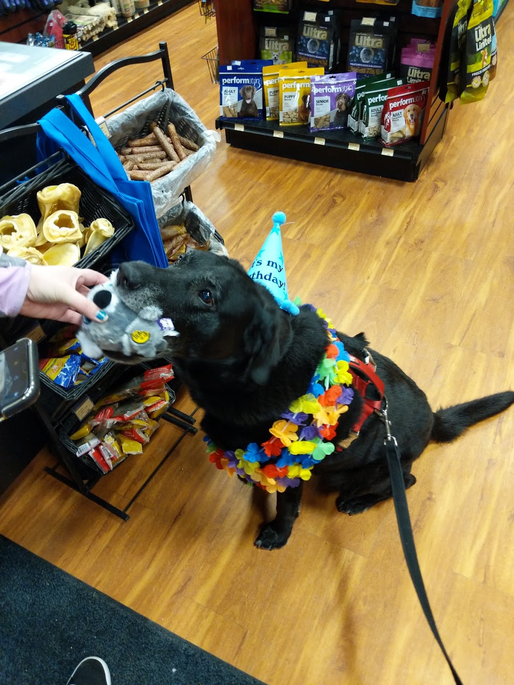 Pet Valu | 473 Norwich Ave, Woodstock, ON N4S 9A2, Canada | Phone: (519) 602-6030