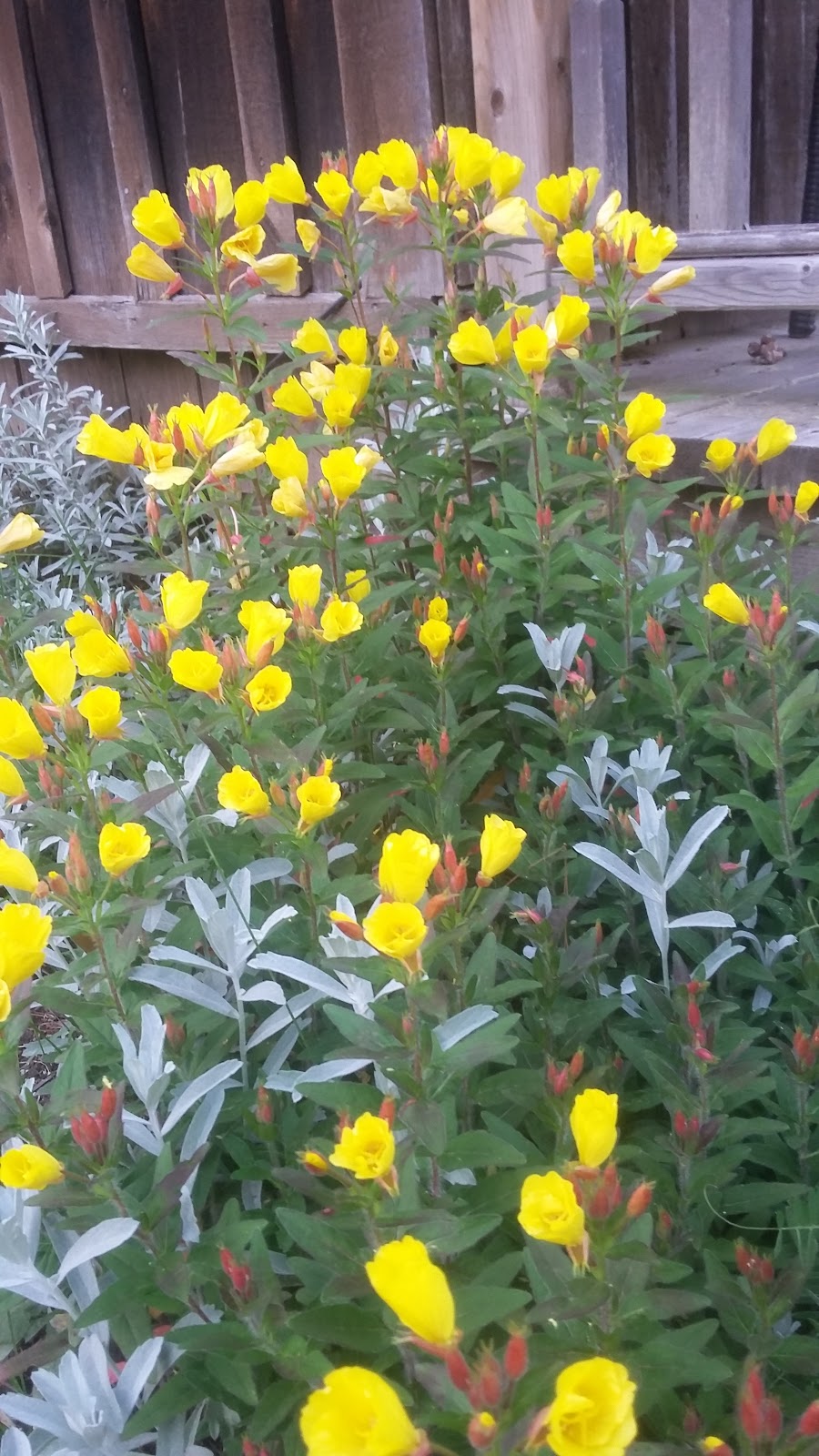 The Passionate Gardener | 1018 Southwood Rd, Severn Bridge, ON P0E 1N0, Canada | Phone: (705) 331-7850