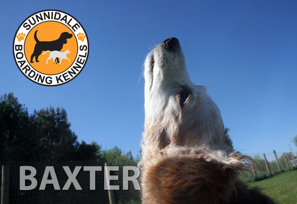 Sunnidale Boarding Kennels | 9343 County Rd 10, Angus, ON L0M 1B2, Canada | Phone: (705) 424-3483