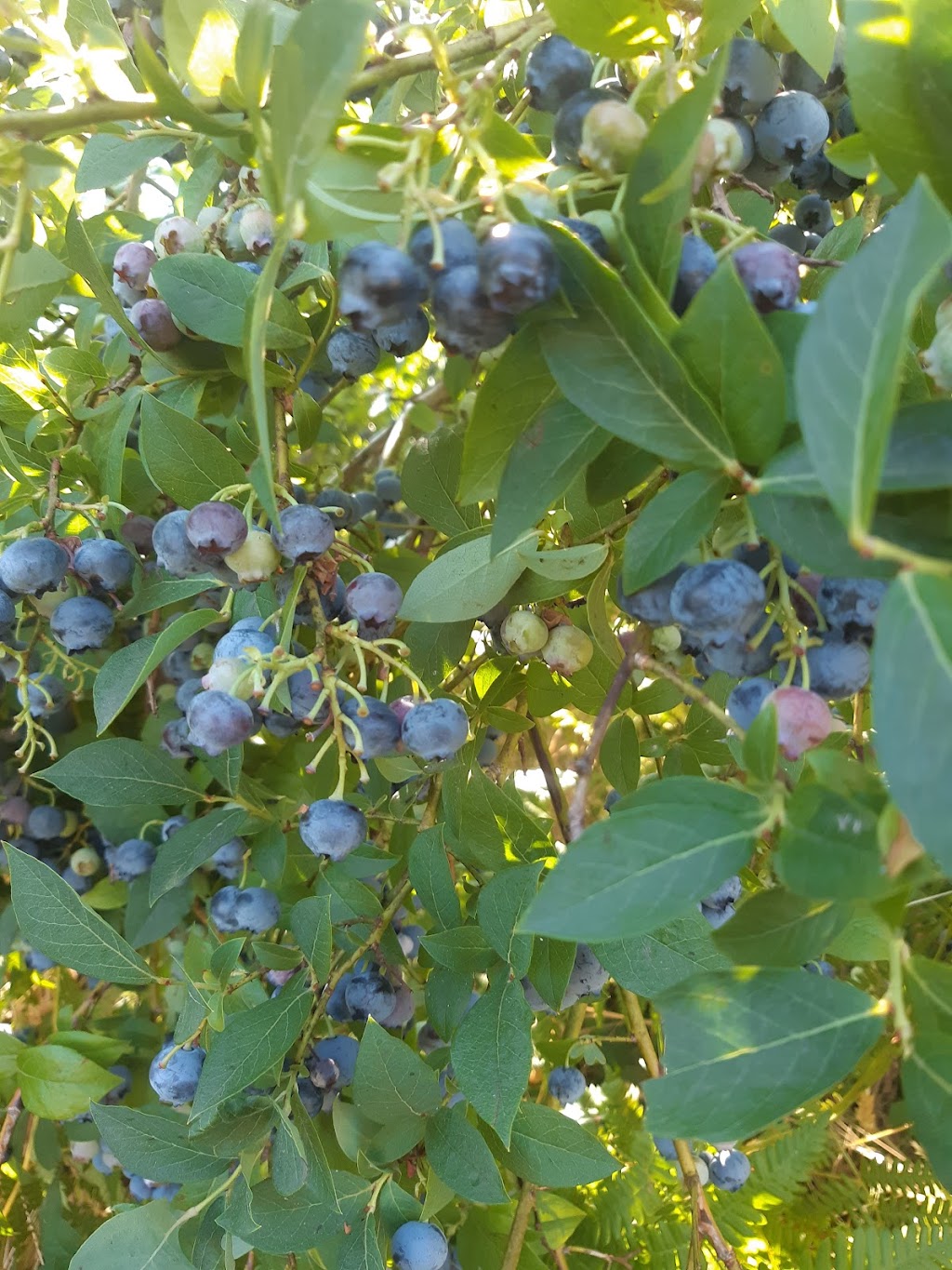 Steld Blueberry Farm | 13605 Michael Rd, Ladysmith, BC V9G 1G7, Canada | Phone: (250) 245-3460