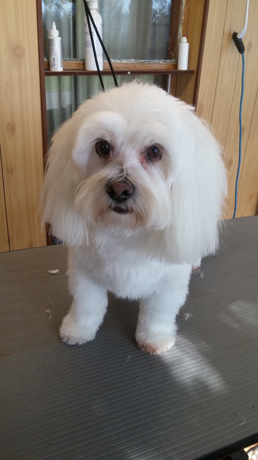 JP Grooming | 11 Shannon Rd, Bloomfield, ON K0K 1G0, Canada | Phone: (613) 848-5882