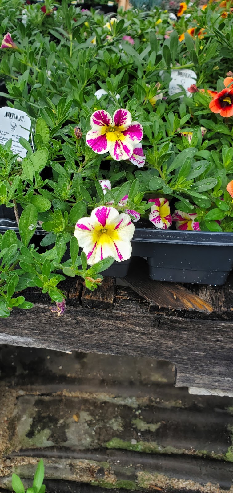 Temperate Garden | 101 Bonnechere St E, Eganville, ON K0J 1T0, Canada | Phone: (613) 628-1048