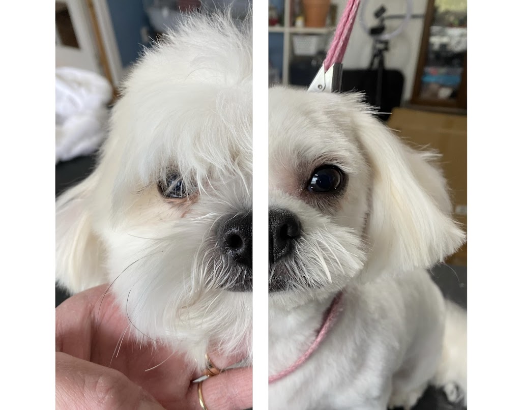 Nail to Tail pet grooming | 1334 Armour Rd, Peterborough, ON K9H 0E2, Canada | Phone: (705) 745-2581