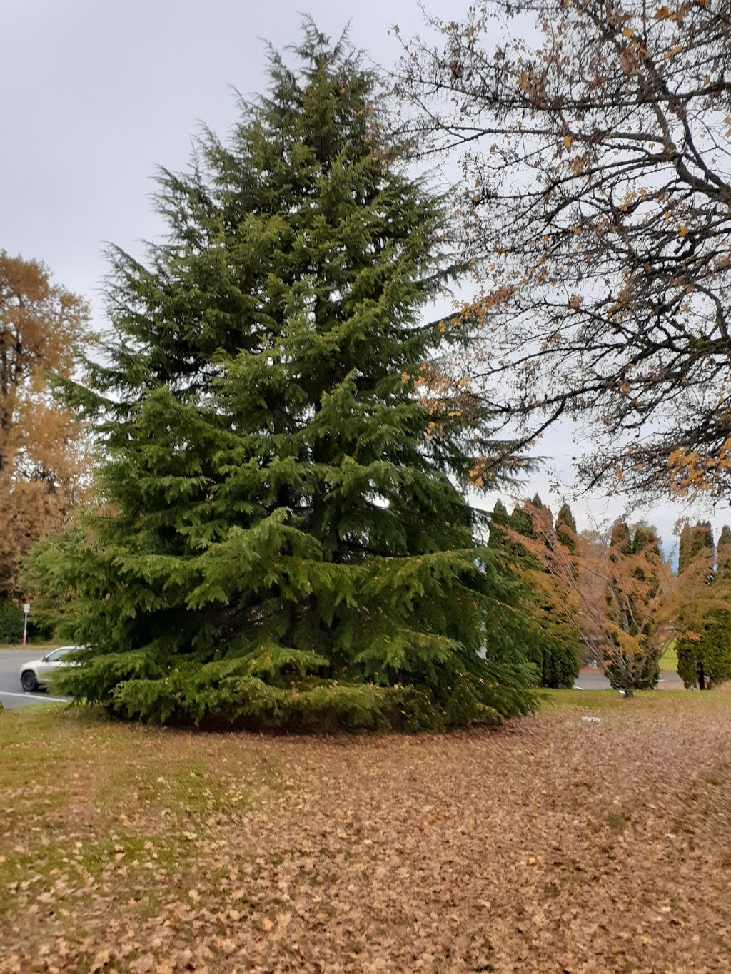 Renfrew Park Pool | 2929 E 22nd Ave, Vancouver, BC V5M 2Y3, Canada | Phone: (604) 257-8388