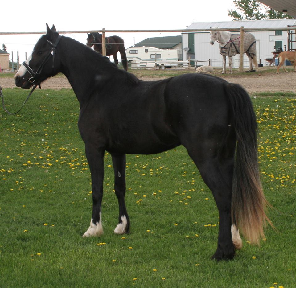 Devon Ridge Farms | 51108 Range Rd 272, Spruce Grove, AB T7Y 1H5, Canada | Phone: (780) 902-1954