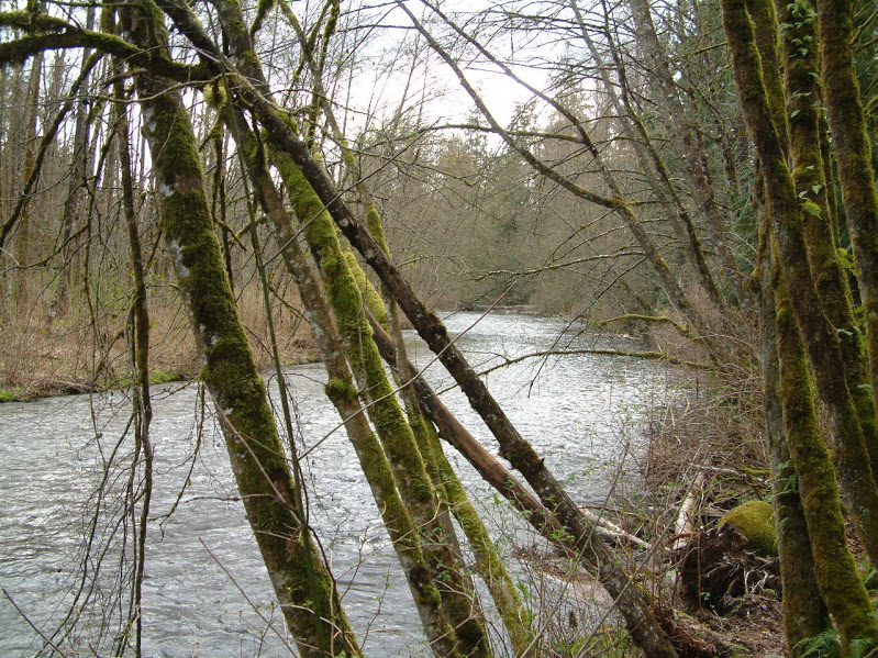 Maple Ridge Park | 23200 Fern Crescent, Maple Ridge, BC V4R 2S7, Canada | Phone: (604) 467-7346