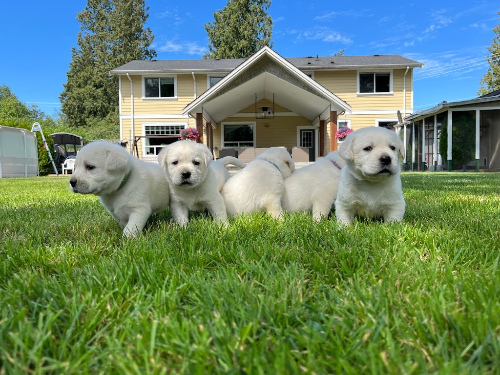 Woodside Labradors | 47920 Camp River Rd, Chilliwack, BC V4Z 0B6, Canada | Phone: (604) 991-8001