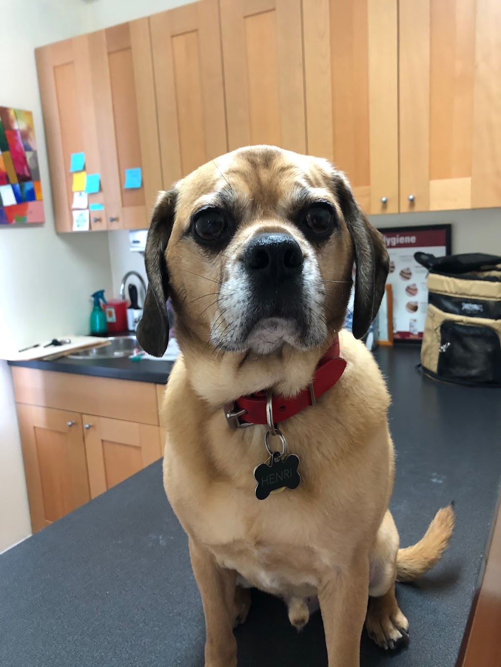Toronto North Animal Hospital | 317 Sheppard Ave E, North York, ON M2N 3B3, Canada | Phone: (416) 546-7493