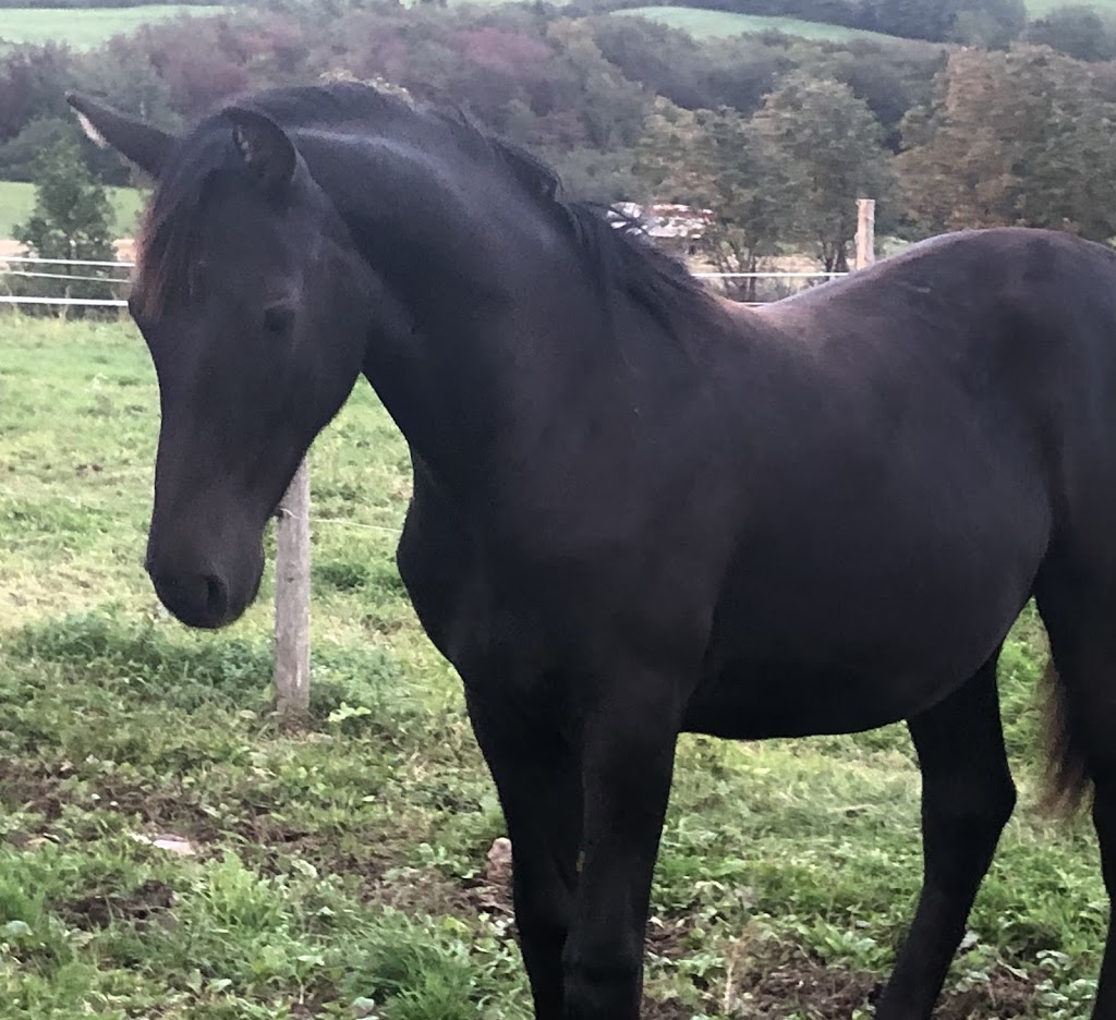 Chevaux JSA Morgan | 97 2e Rang E, Saint-Gervais, QC G0R 3C0, Canada | Phone: (418) 576-5835