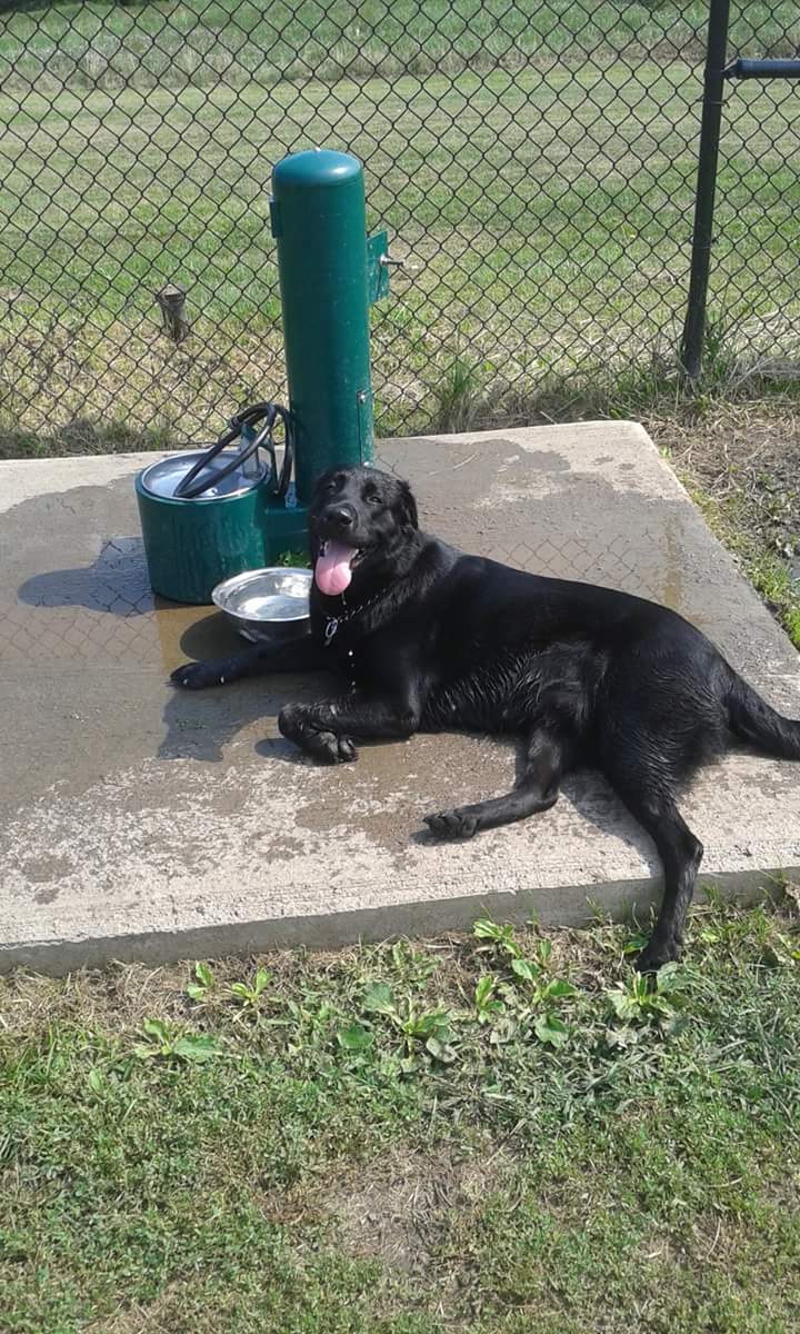 Lewiston Dog Park | Lewiston, NY 14092, USA | Phone: (716) 754-7766