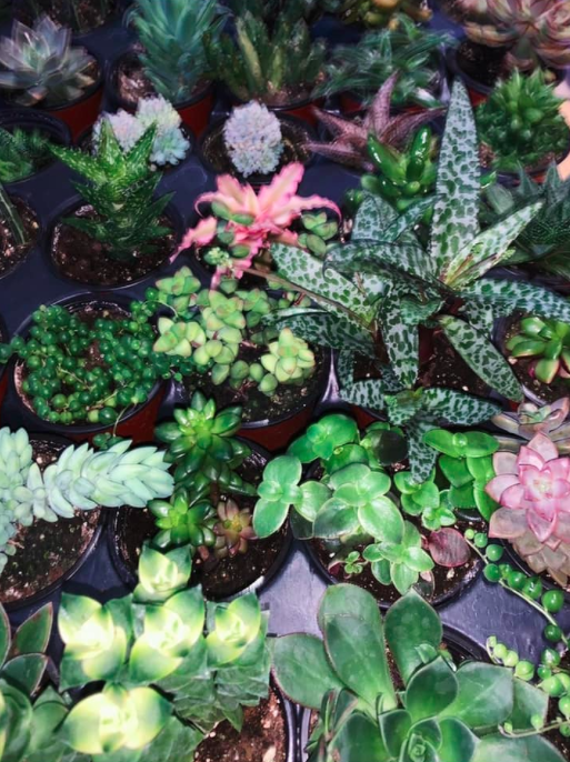 The Flower Shed | 12336 Nassagaweya–Esquesing Townline, Acton, ON L7J 2L7, Canada | Phone: (905) 580-0070