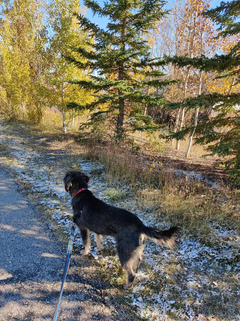 K9S 2ND HOME | Royal Oak, Calgary, AB T3G 5H9, Canada | Phone: (403) 390-8009