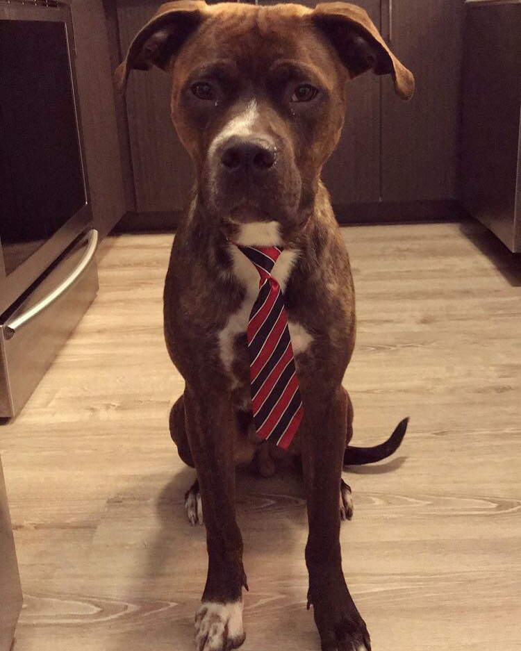 Augie Doggy | 817 Dundas St W, Whitby, ON L1N 2N6, Canada | Phone: (905) 493-3641