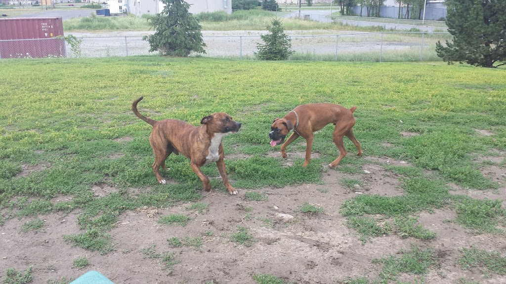 Parc à Chiens Beloeil | 1100 Rue Louis-Marchand, Beloeil, QC J3G 6S3, Canada