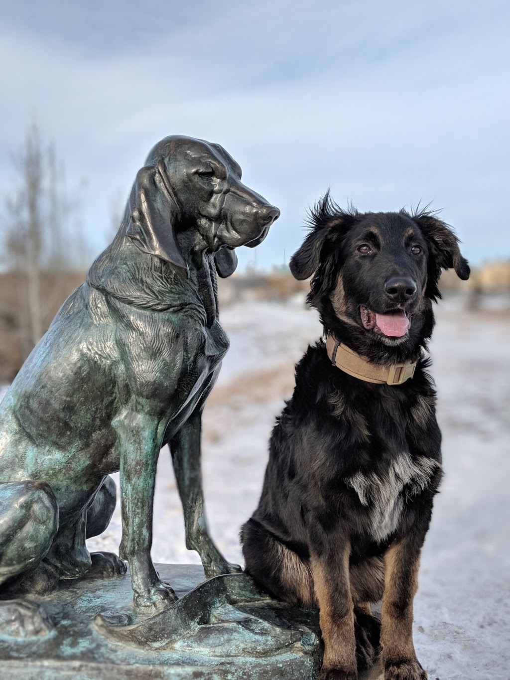 Sue Higgins Off-Leash Area | 9888 15 St SE, Calgary, AB T2J, Canada