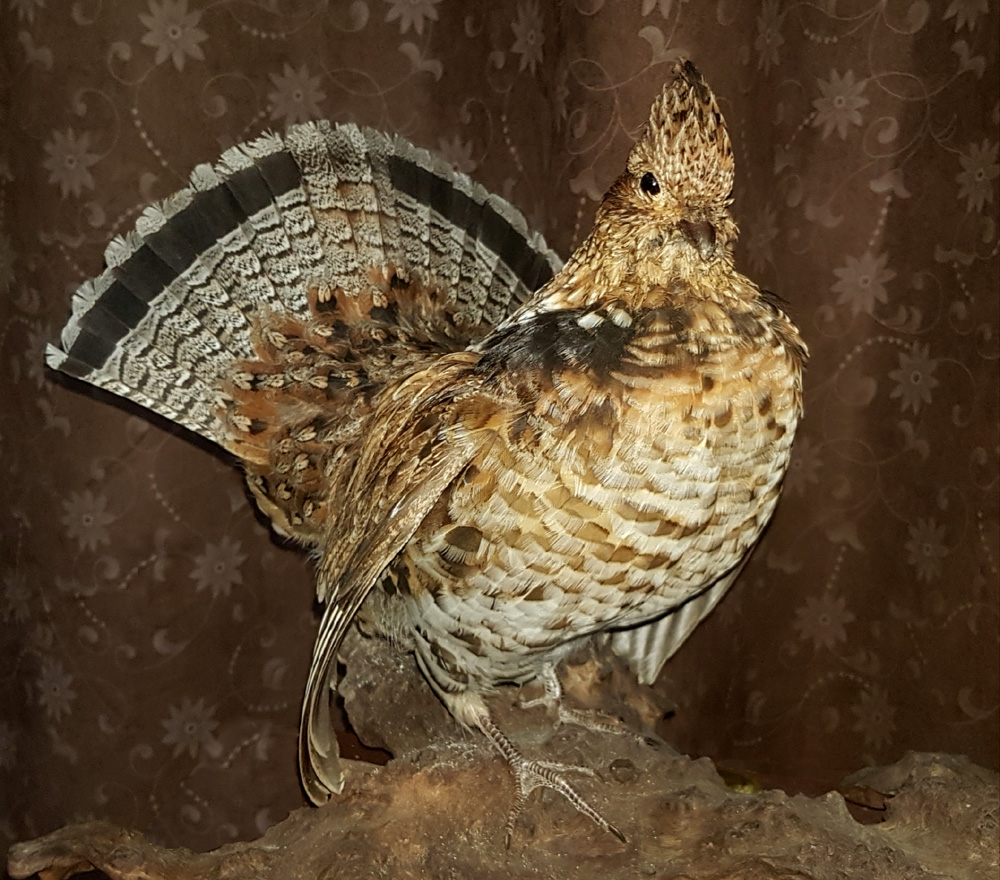 Jrs Fish Taxidermy | 2030 Beaverdale Rd, Cambridge, ON N3H 4R6, Canada | Phone: (519) 729-3474