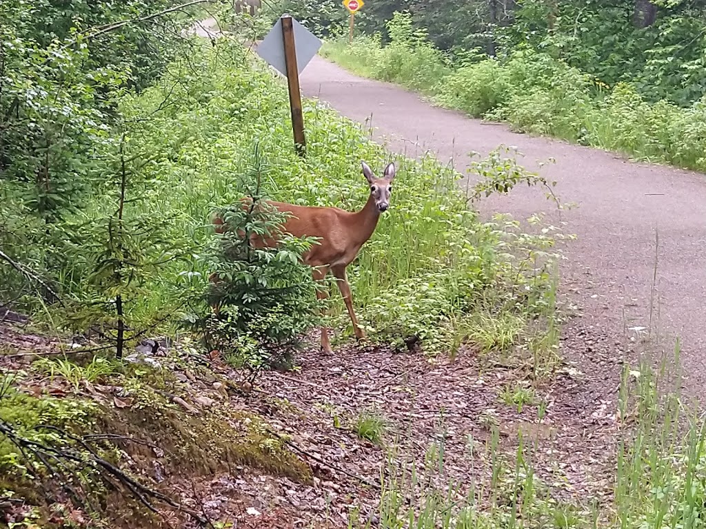 Mont-Tremblant - Secteur Pimbina National Park | 2954, Route 125 Nord, Saint-Donat, QC J0T 2C0, Canada | Phone: (819) 424-2954