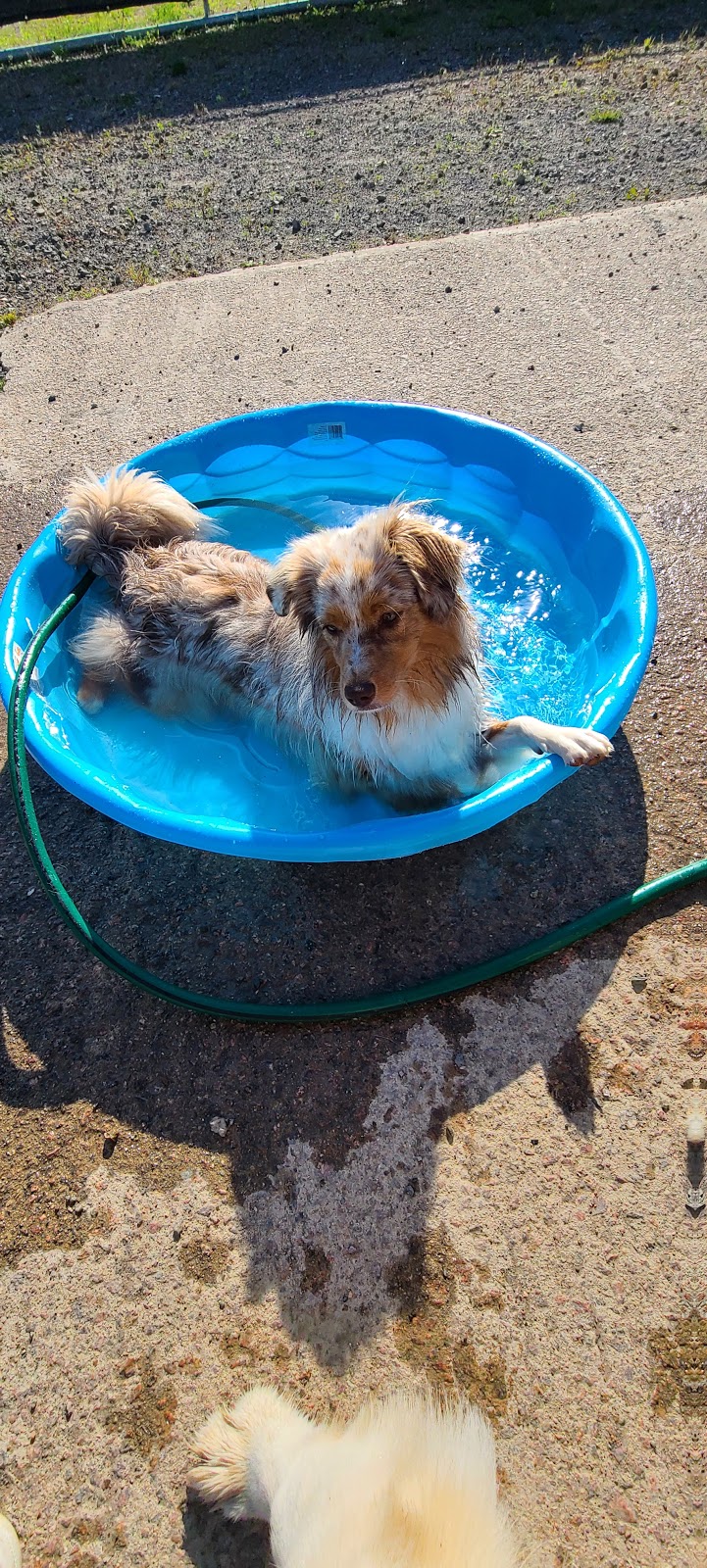 Gardierie Dieppe Doggy Daycare | 675 Babin St, Dieppe, NB E1A 5M7, Canada | Phone: (506) 381-0099