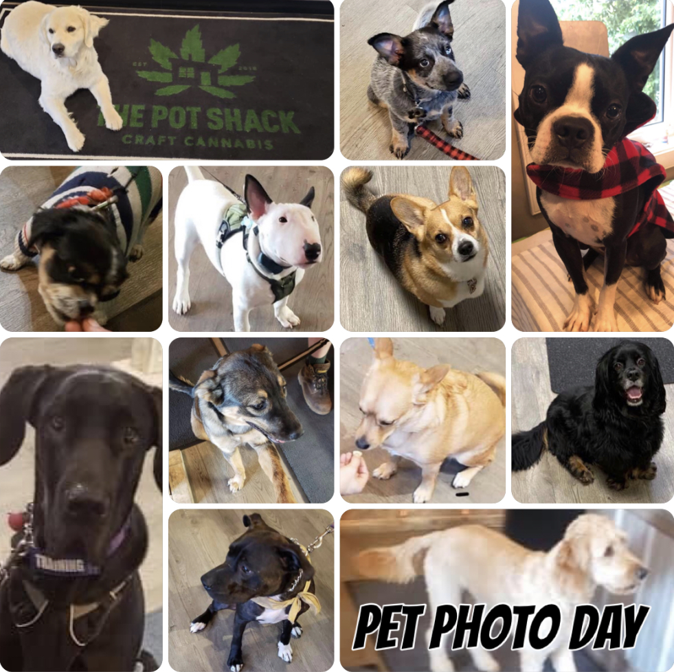 The Pot Shack | 1115 Grosvenor Ave #3, Saskatoon, SK S7H 4G2, Canada | Phone: (306) 477-0420