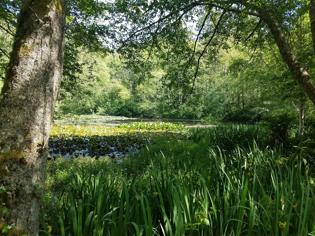 Hoags Pond | Broad St, Bellingham, WA 98225, USA