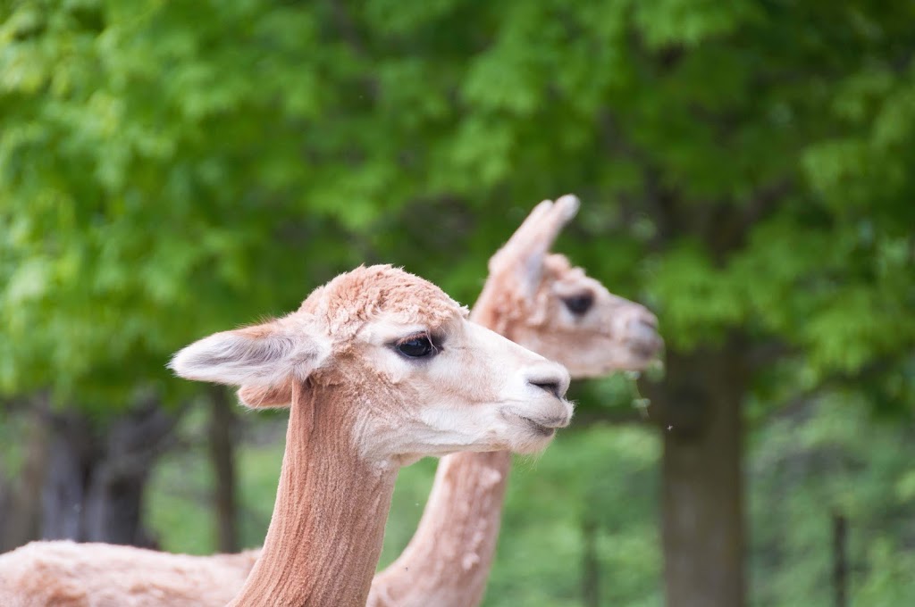 Pootcorners Alpacas | 9455 Road 146, Palmerston, ON N0G 2P0, Canada | Phone: (519) 343-3745