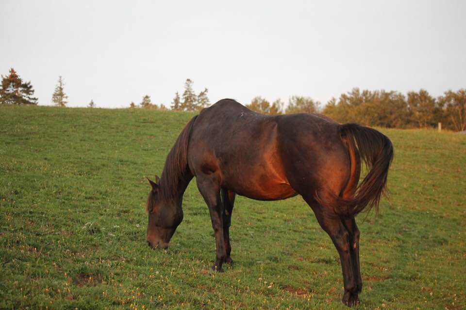 Equine Solace | 3925 E River West Side Rd, Eureka, NS B0K 1B0, Canada | Phone: (902) 923-2008